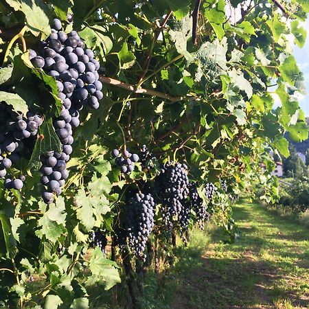 8 Grappoli Agritur Villa Trento Bagian luar foto