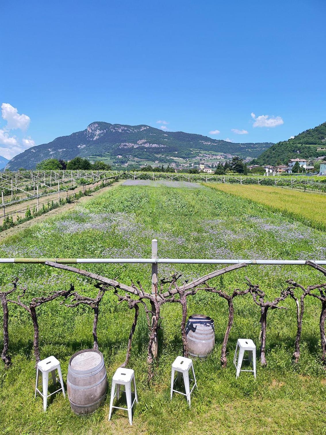 8 Grappoli Agritur Villa Trento Bagian luar foto