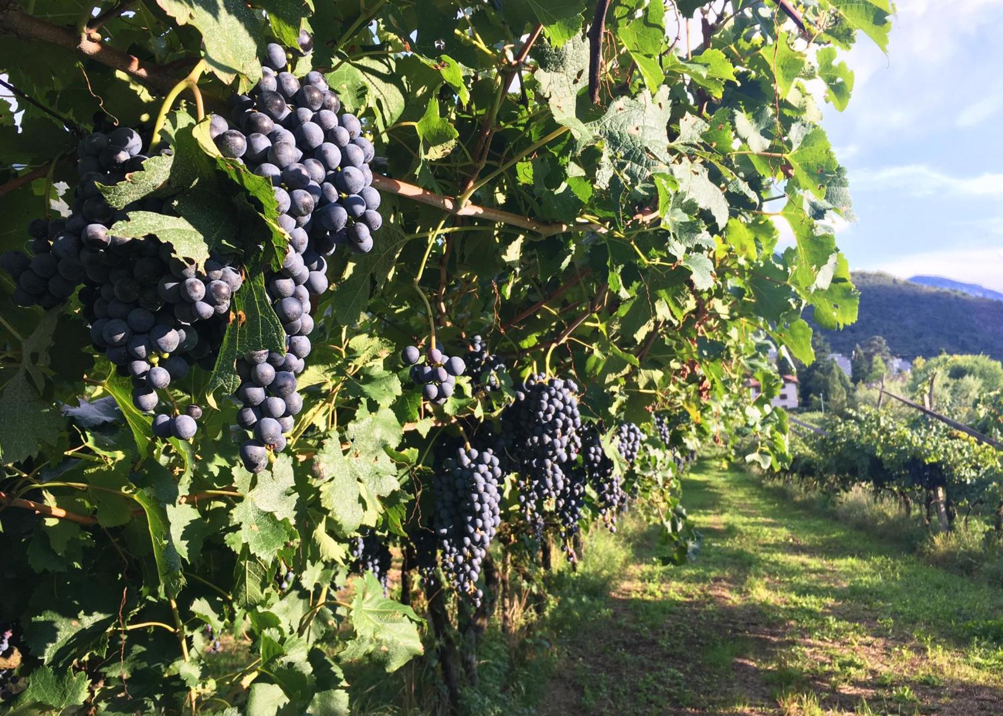 8 Grappoli Agritur Villa Trento Bagian luar foto