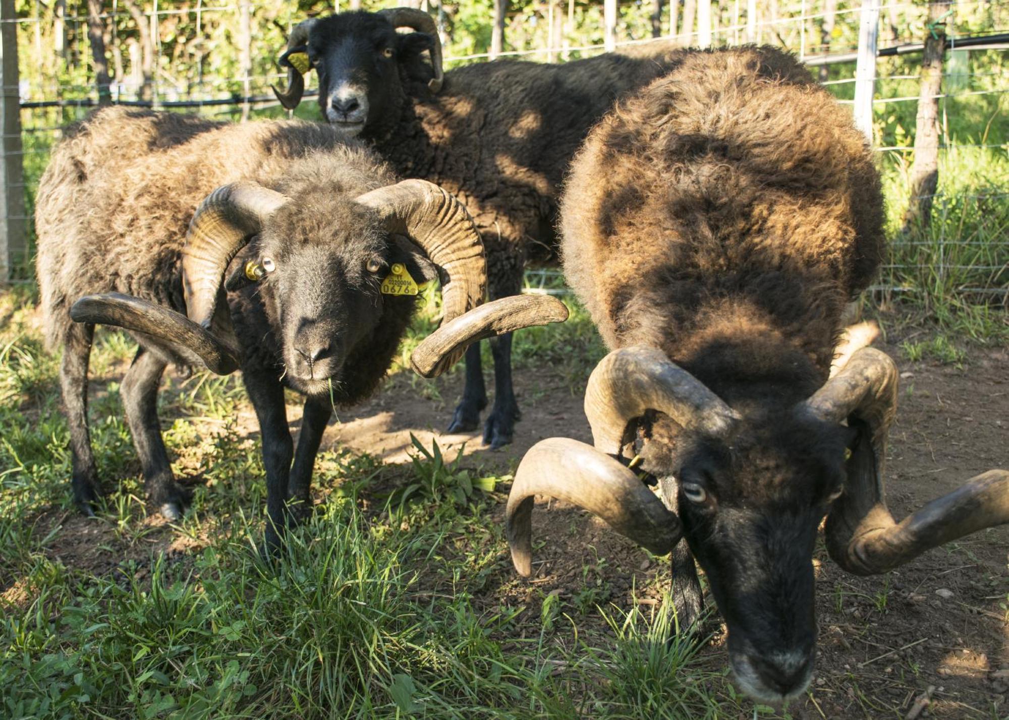 8 Grappoli Agritur Villa Trento Bagian luar foto