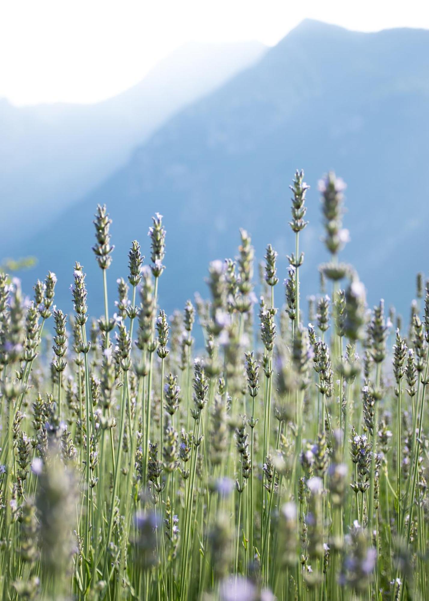 8 Grappoli Agritur Villa Trento Bagian luar foto